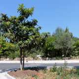Siamo dalle parti di via Fanelli, all�altezza delle casermette. Non ci sono cancelli a proteggere il giardino: � aperto a tutti e al servizio del vicinato 